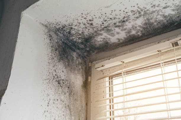 Affordable Mold Removal solutions in Doylestown, PA